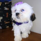 Tilly Shih Tzu 03
