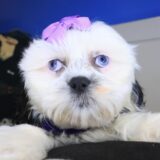 Tilly Shih Tzu 04
