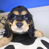 Tom Tom Cocker Spaniel 02