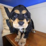 Tom Tom Cocker Spaniel 03