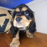 Tom Tom Cocker Spaniel 04
