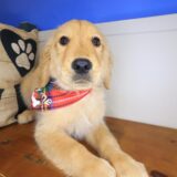 Toshi Golden Retriever 01