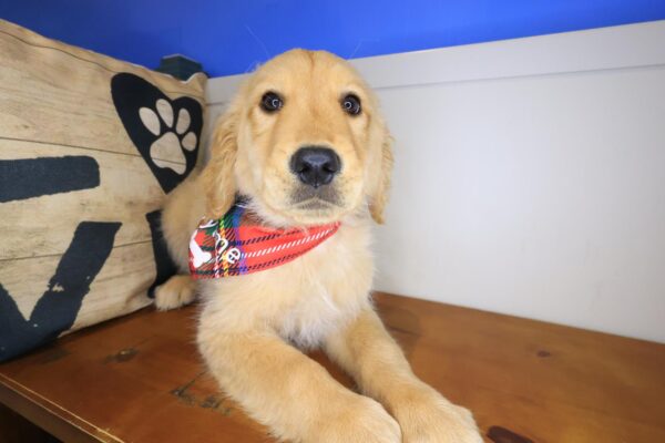 Toshi Golden Retriever 01