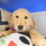 Toshi Golden Retriever 02