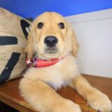 Toshi Golden Retriever 04