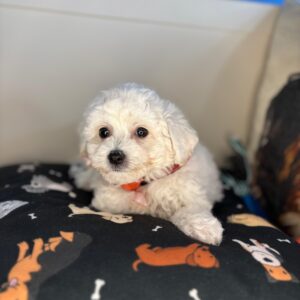 Truffle Bichon Frise 01 Truffle Bichon Frise 01