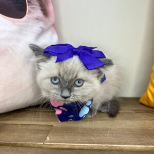Uma Ragdoll 01 Uma Ragdoll 01