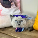 Uma Ragdoll 02