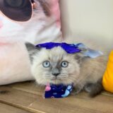Uma Ragdoll 04