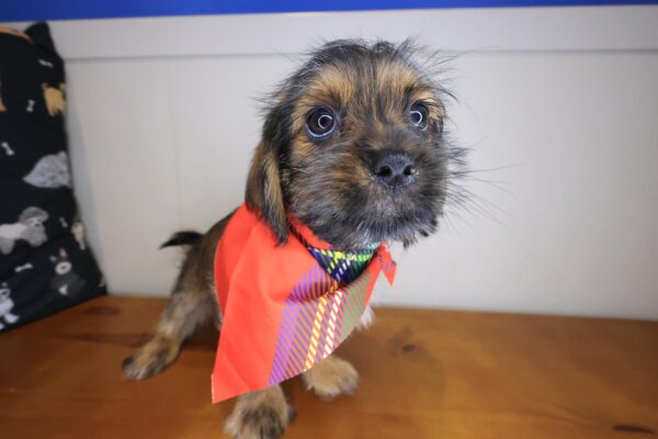 Umami Shorkie 01