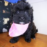 Usana Shihpoo 02