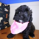 Usana Shihpoo 04