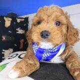 Usher Goldendoodle 01