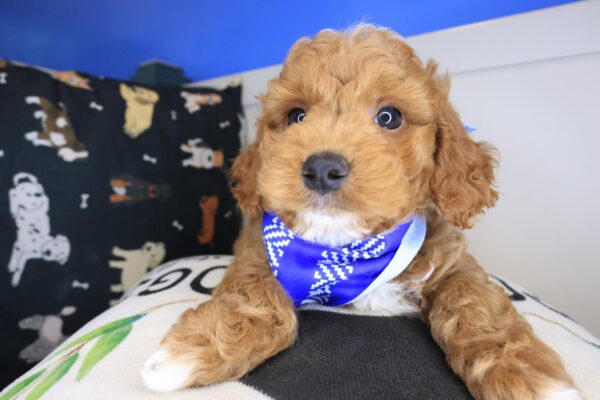 Usher Goldendoodle 01