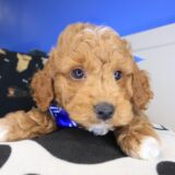 Usher Goldendoodle 02