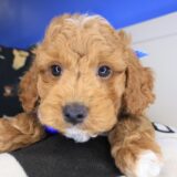 Usher Goldendoodle 03
