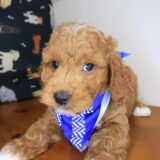 Usher Goldendoodle 04