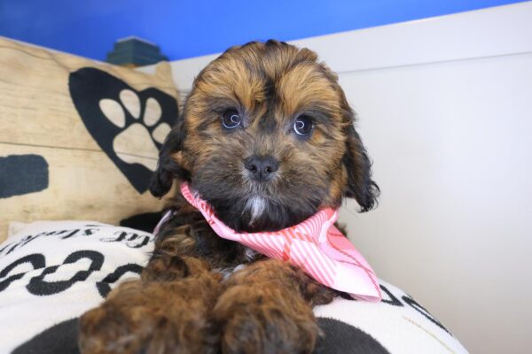 Velvet Shihpoo 01