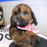 Velvet Shihpoo 03