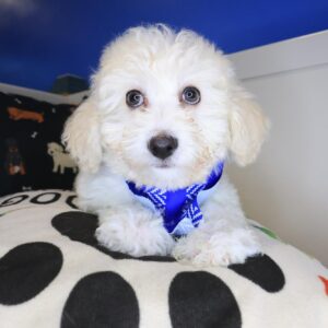 Venice Maltipoo 01 Venice Maltipoo 01