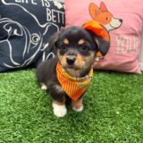 Vera American Corgi 01