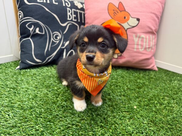 Vera American Corgi 01