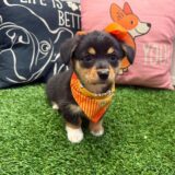 Vera American Corgi 02