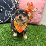 Vera American Corgi 04