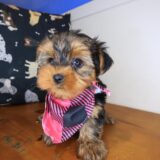 Vera Yorkshire Terrier 01
