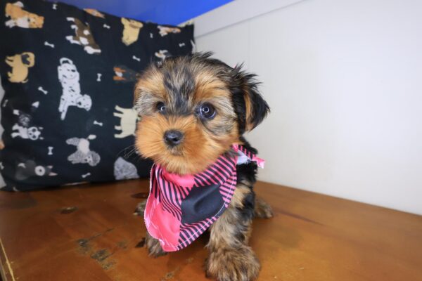 Vera Yorkshire Terrier 01