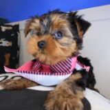 Vera Yorkshire Terrier 02