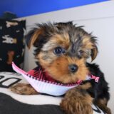 Vera Yorkshire Terrier 03