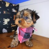 Vera Yorkshire Terrier 04