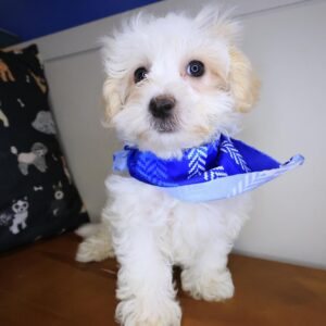 Vincent Maltipoo 01 Vincent Maltipoo 01