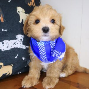 Vino Maltipoo 01 Vino Maltipoo 01