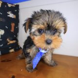 Wallaby Yorkshire Terrier 01