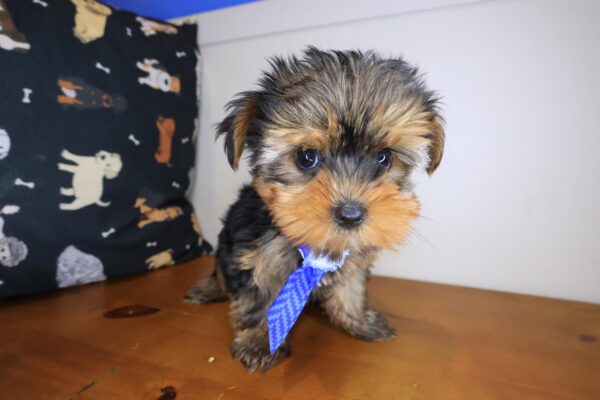 Wallaby Yorkshire Terrier 01