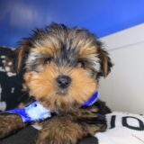 Wallaby Yorkshire Terrier 03