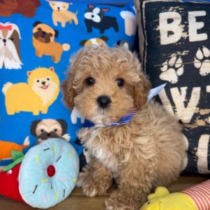 Walnut Poodle 01 Walnut Poodle 01