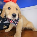 Waverly Golden Retriever 03