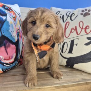 Webby Goldendoodle 01 Webby Goldendoodle 01