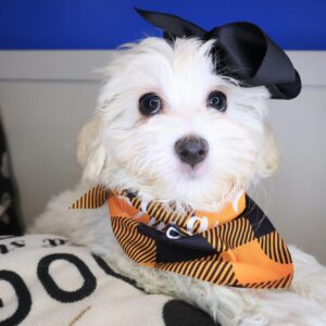 Wednesday Maltipoo 01 Wednesday Maltipoo 01