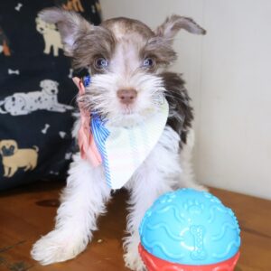 Whimsy Schnauzer 01 Whimsy Schnauzer 01