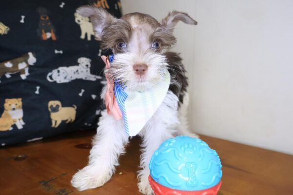 Whimsy Schnauzer 01