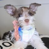 Whimsy Schnauzer 02
