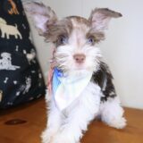 Whimsy Schnauzer 03