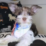 Whimsy Schnauzer 04