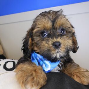 Whiskey Shihpoo 01 Whiskey Shihpoo 01