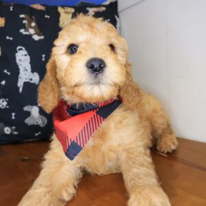 Windy Goldendoodle 01 Windy Goldendoodle 01