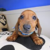 Wingston Dachshund 01